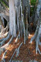 Deep Roots of a large Tree