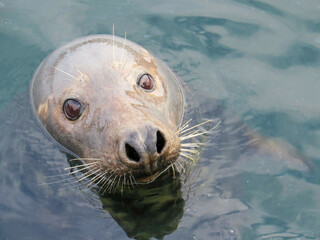  Seal in the sea