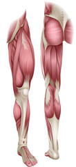 Human body muscles of the leg shown from the front and back anatomy or medical anatomical diagram illustration.