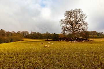 Golden field with distant Tree and sheep below