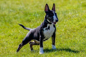 Young english bull terrier in pose