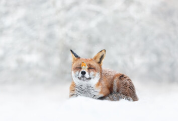 Red fox and robin in the falling snow in winter