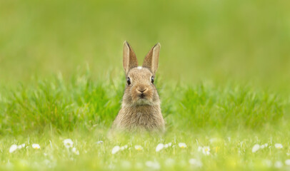 Close up of a cute little rabbit sitting in grass