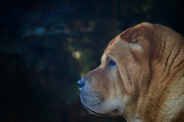 Outdoor portrait of a chow dog
