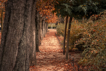 Tuileries Garden pathway during the fall season in Paris, France