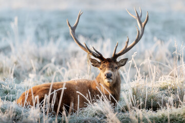 Red deer stag lying on the frosted grass in winter