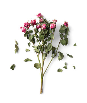 Branch of dry pink roses on a white background top view.