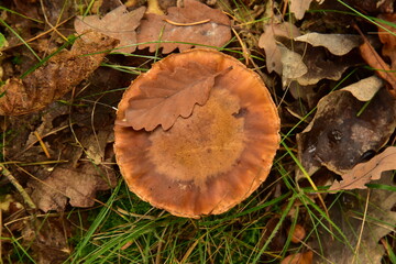Mushroom with the leaf autumn