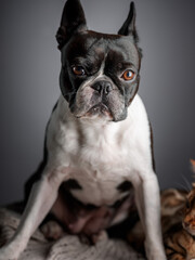 Fototapeta premium Boston Terrier Portrait