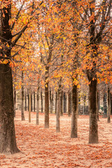 Autumn trees of the Tuileries garden in Paris, France