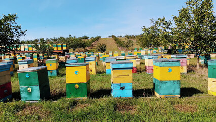 Bees in the apiary. in the meadow a lot of bee houses, hives are. honey production on farm. The bees swarm alongside hives . natural honey production, organic products.