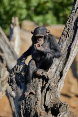 A young chimpanzee sits on a dry tree and eats something