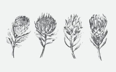 protea flower hand drawn vintage illustration set