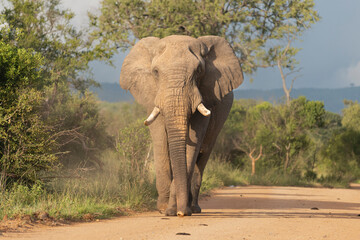 Fototapeta premium African bush elephant - Loxodonta africana also known as African savanna elephant walking on road with green vegetation in background. Photo from Kruger National Park in Kruger.