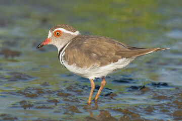 Three-banded plover, or three-banded sandplover - Charadrius tricollaris wading in water. Photo from Kruger National Park in South Africa.