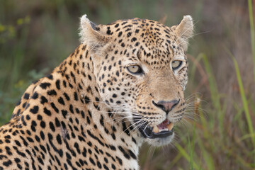 Fototapeta na wymiar Portrait of Leopard - Panthera with green grass in background. Photo from Kruger National Park in South Africa.