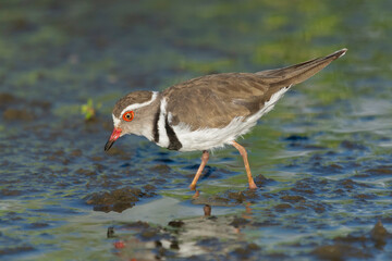 Three-banded plover, or three-banded sandplover - Charadrius tricollaris wading in water. Photo from Kruger National Park in South Africa.
