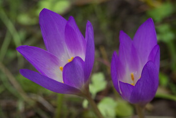 Fototapeta premium purple crocus flower