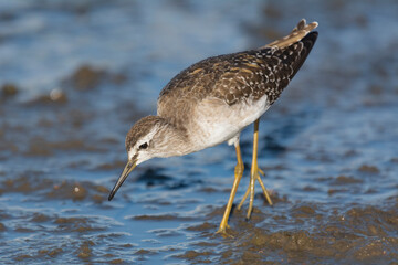 Common sandpiper - Actitis hypoleucos wading in water with dark blue background. Photo from Kruger Nationa Park in South Africa.