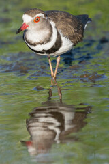 Three-banded plover, or three-banded sandplover - Charadrius tricollaris wading in water. Photo from Kruger National Park in South Africa.