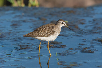 Common sandpiper - Actitis hypoleucos wading in water  with dark blue background. Photo from Kruger NationalPark in South Africa.
