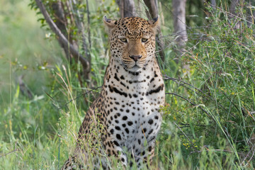 Portrait of Leopard - Panthera with green grass in background. Photo from Kruger National Park in South Africa.