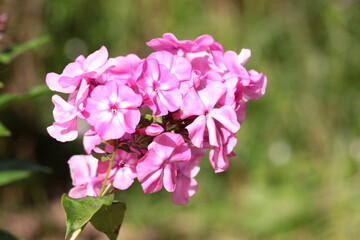 pink flowers in the garden