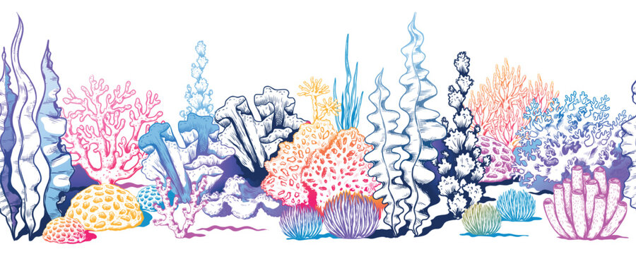 Coral reef pattern, sea water. Tropical border, red ocean animals habitat, color marine seaweed, exotic summer undersea background. Aquarium elements. Vector seamless illustration