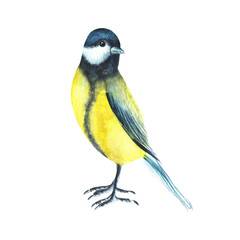 Titmouse bird sitting on the ground. Birds clipart. For postcards, stickers. Hand-drawn watercolor illustration
