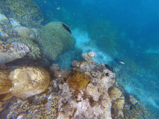 indian ocean diving maledives