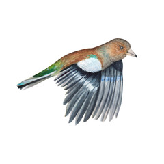 Flying chaffinch bird. Birds clipart. For stickers, postcards. Hand-drawn watercolor illustration