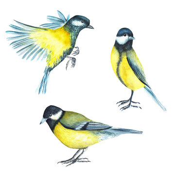 Three titmouse birds. Sitting and flying birds. Forest tits isolated clipart. Hand-drawn watercolor illustrations. For stickers, postcards, posters, etc.