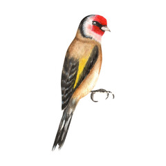 Hand-drawn watercolor goldfinch