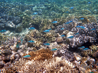 coral reef in the Great Barier Reef, Australia
