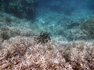 Naklejka na ściany i meble coral reef in the Great Barier Reef, Australia