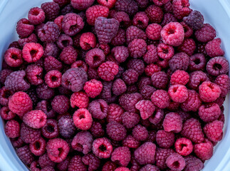 raspberries in a bowl