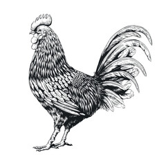 Retro rooster print, engraved style wings animal. Bantam farm livestock, cock poultry etch, black chicken plume, woodcut. Vector illustration hand drawn monochrome image isolated background © SpicyTruffel