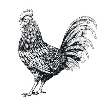 Retro rooster print, engraved style wings animal. Bantam farm livestock, cock poultry etch, black chicken plume, woodcut. Vector illustration hand drawn monochrome image isolated background