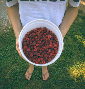 person picking raspberries