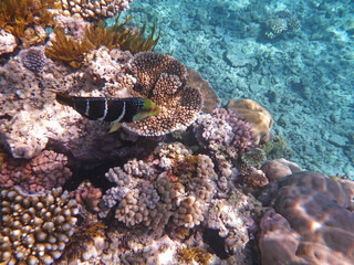 coral reef in the Great Barier Reef, Australia