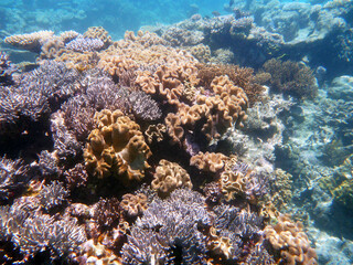 coral reef in the Great Barier Reef, Australia