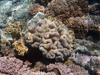 coral reef in the Great Barier Reef, Australia
