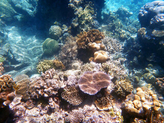 Fototapeta na wymiar coral reef in the Great Barier Reef, Australia