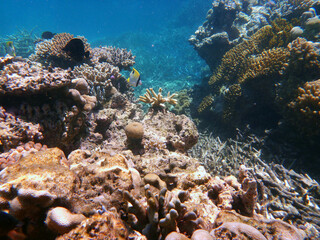 Naklejka na ściany i meble coral reef in the Great Barier Reef, Australia