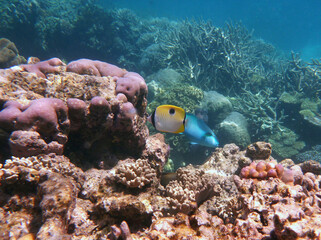 coral reef in the Great Barier Reef, Australia