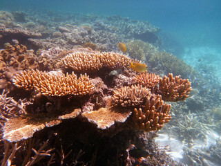 coral reef in the Great Barier Reef, Australia