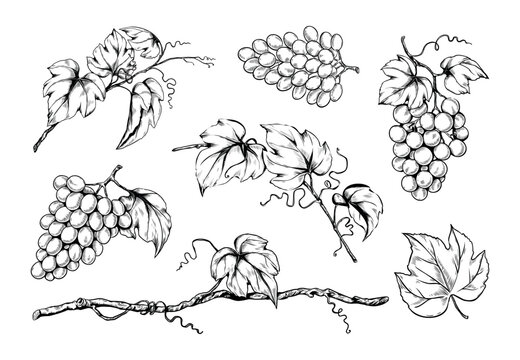 Ink grape set, hand drawn leaf on branches, organic wine. Vegetarian vineyard, sweet alcohol fruits, sketch style leaves, garden plants. Decorative elements. Vector isolated illustration