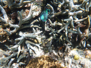 coral reef in the Great Barier Reef, Australia