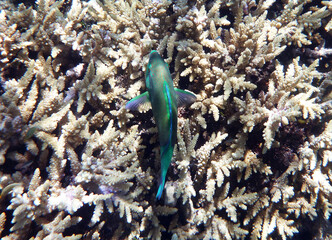 coral reef in the Great Barier Reef, Australia