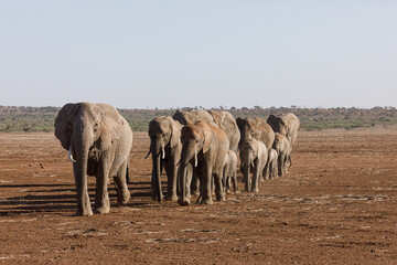 parade of elephants